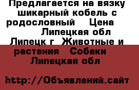 Предлагается на вязку шикарный кобель с родословный  › Цена ­ 10 000 - Липецкая обл., Липецк г. Животные и растения » Собаки   . Липецкая обл.